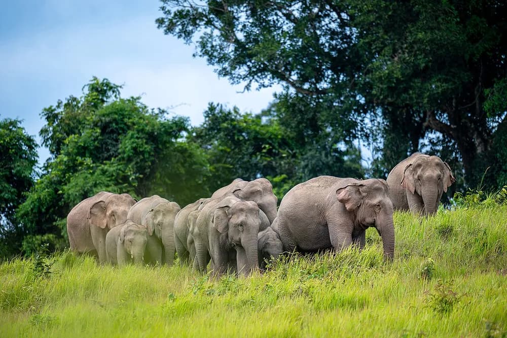 Pattaya : demi-journée dans un sanctuaire d’éléphants avec repas thaï