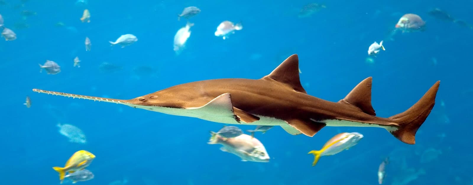 Hurghada Grand Aquarium