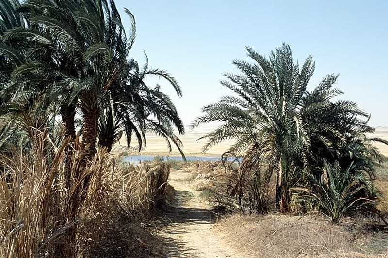 Farafra Oasis