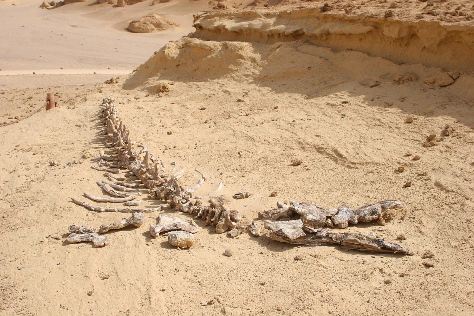 Wadi Al-Hitan (Valley of the Whales)