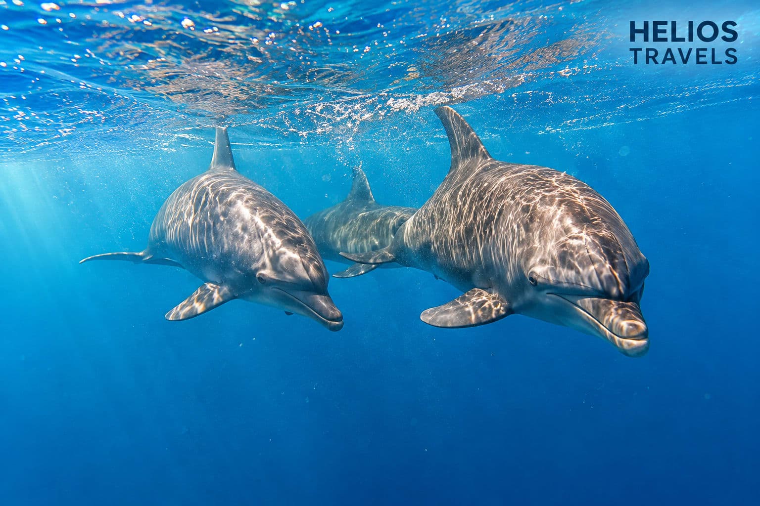 Elite-VIP-Delfinbeobachtung & Schnorcheln – Rotes Meer