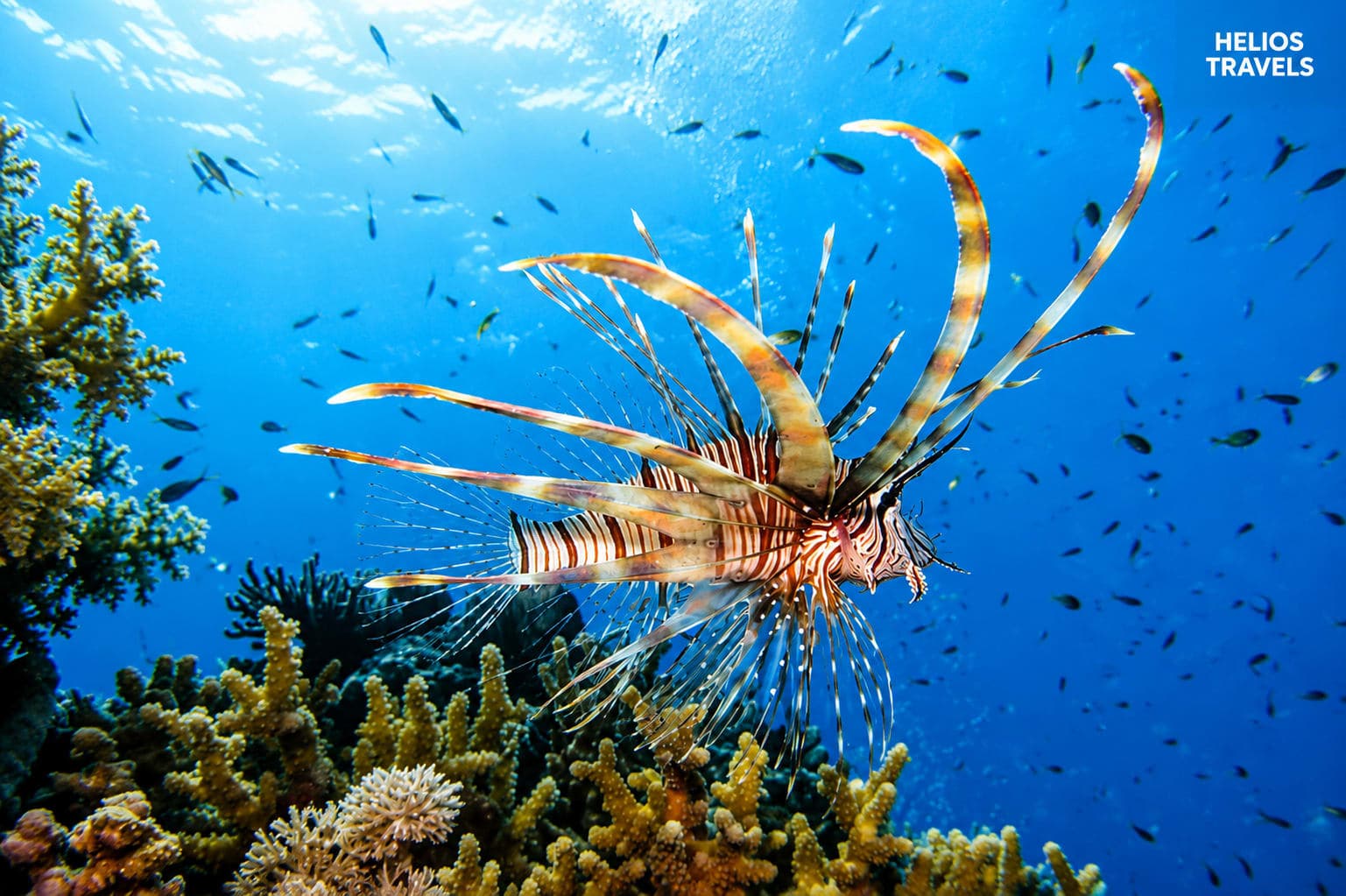 Hard coral and reef fish in clear shallow water on the Red Sea coast