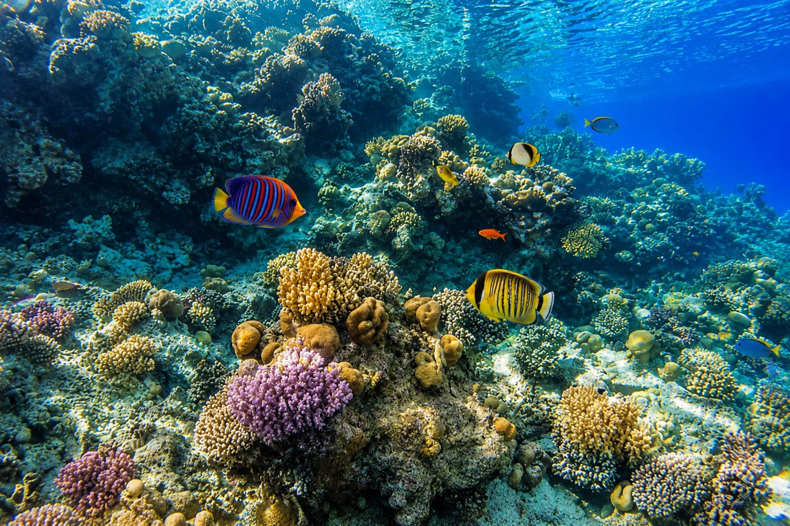 Nemo Island — Budget-Friendly Reef & Beach Snorkeling Day