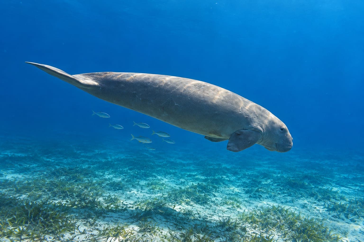 Abu Dabbab – Schnorcheln mit Schildkröten & dem Dugong