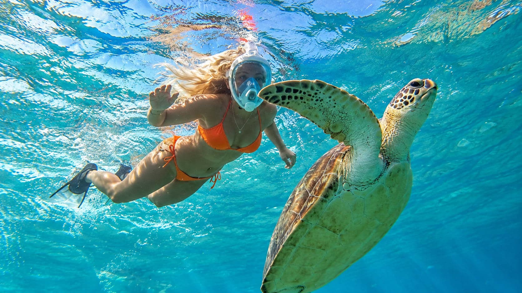 Abu Dabbab · Schildkröten & Dugong