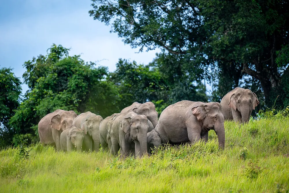 Pattaya Elephant Sanctuary Half-Day Visit with Thai Meal