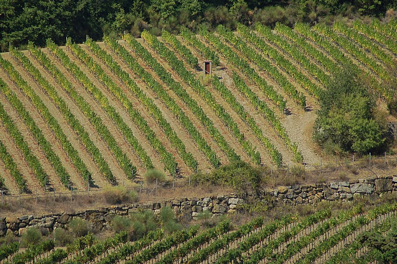 Chianti Day Trip from Florence with Winery Visit and Tasting