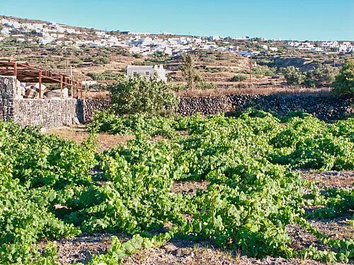 Santorini volcanic wines and villages